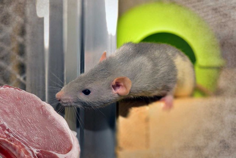 Крыса разноцветная