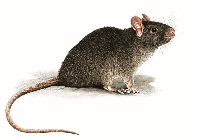 Грызуны крысы