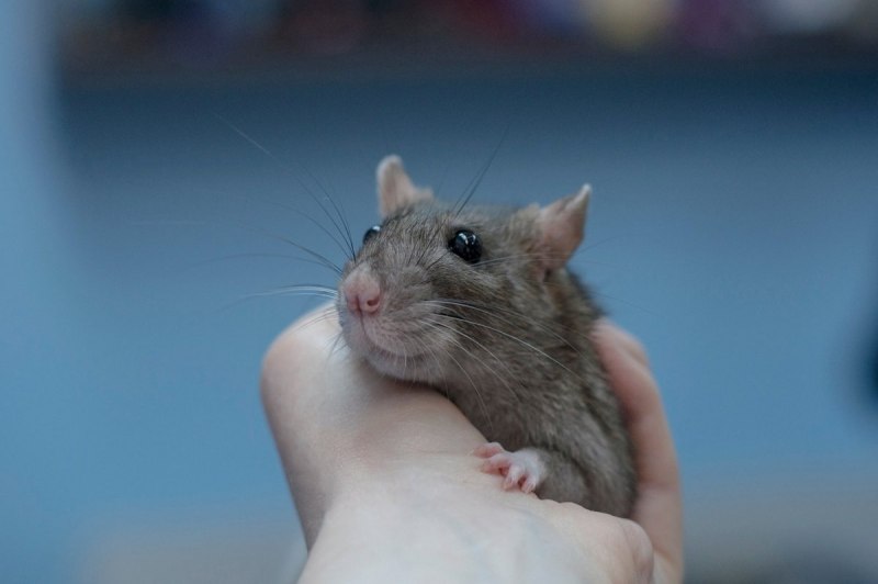 Песочная крыса