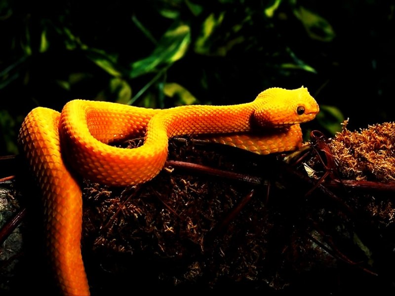 Пушистые змеи арт