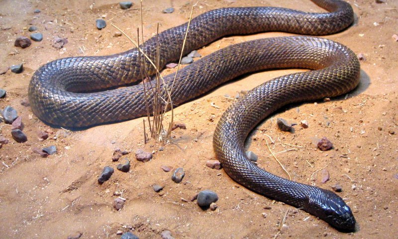 Мохнатые змеи