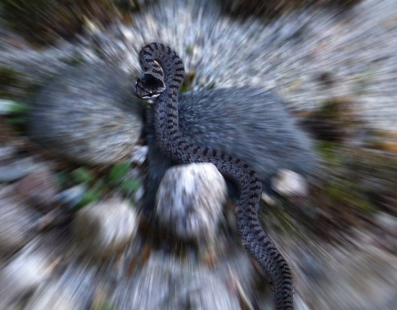 Плетевидная змея желтобрюхая