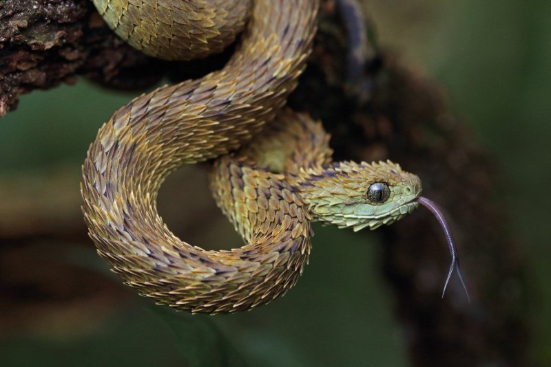 Мексиканская травоядная змея