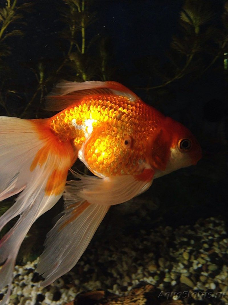 Голдфиш рыбки