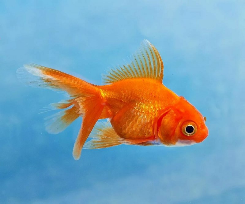 Телескоп рыбка вуалехвост