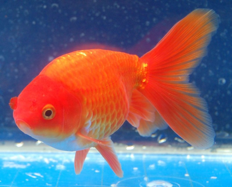 Вуалехвост Жемчужинка