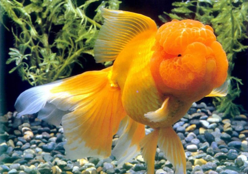 Рюкин Золотая рыбка