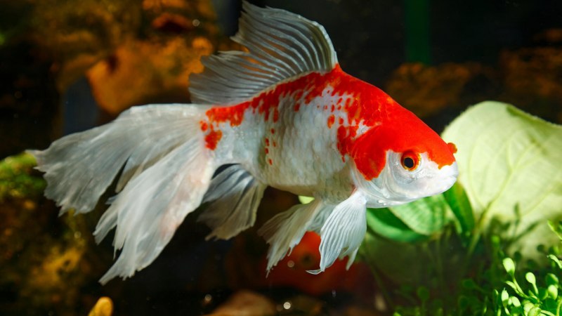 Вуалехвост рыбка