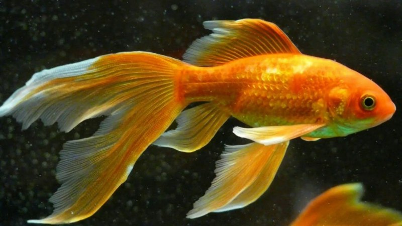 Карп кои вуалехвост