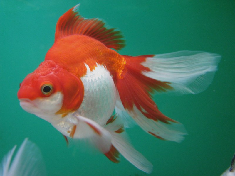 Вуалехвост рыбка