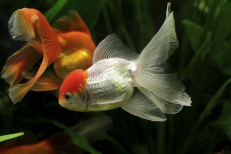 Комета вуалехвост рыбка аквариумная