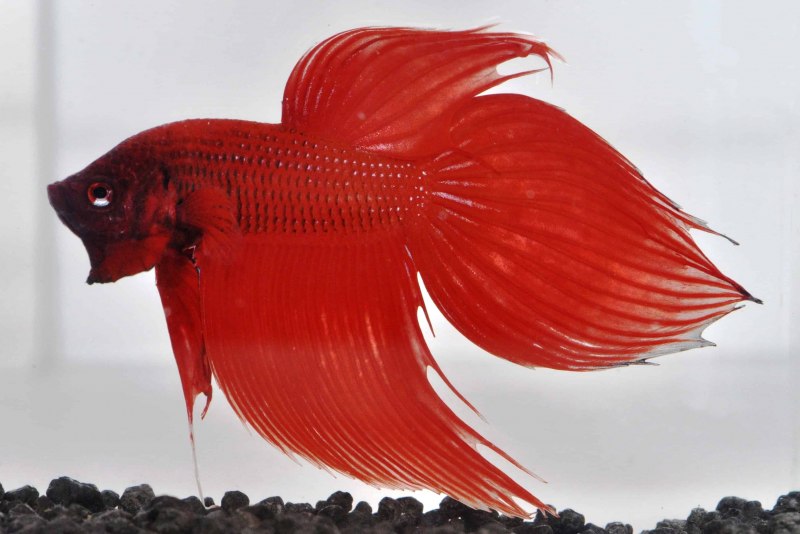 Золотая рыбка вуалехвост