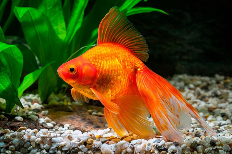 Carassius auratus Золотая рыбка