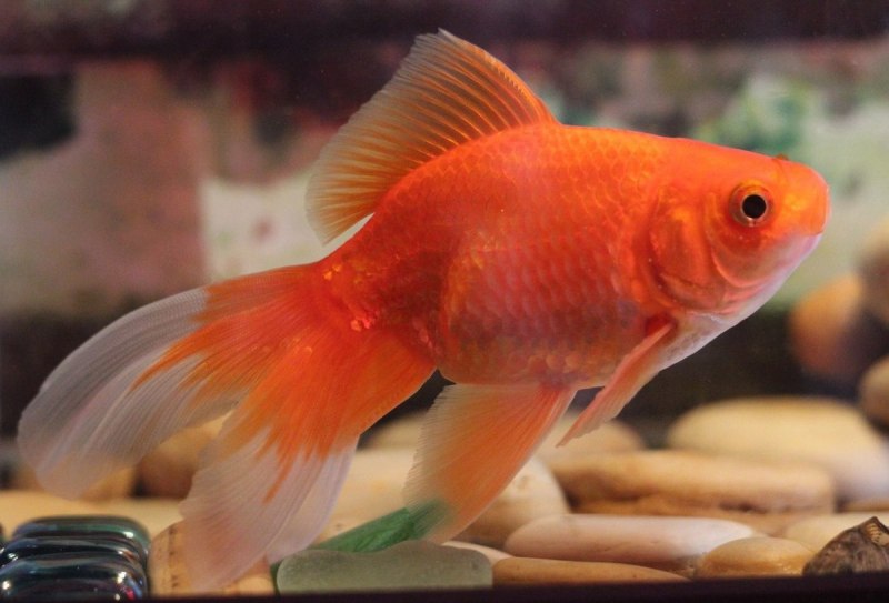 Вуалехвост рыбка рыбка