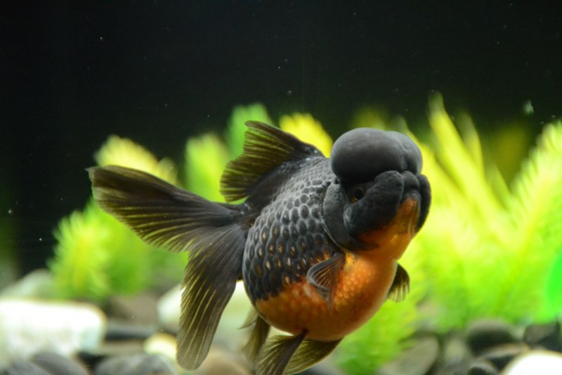 Золотая рыбка ранчу, Вуалех