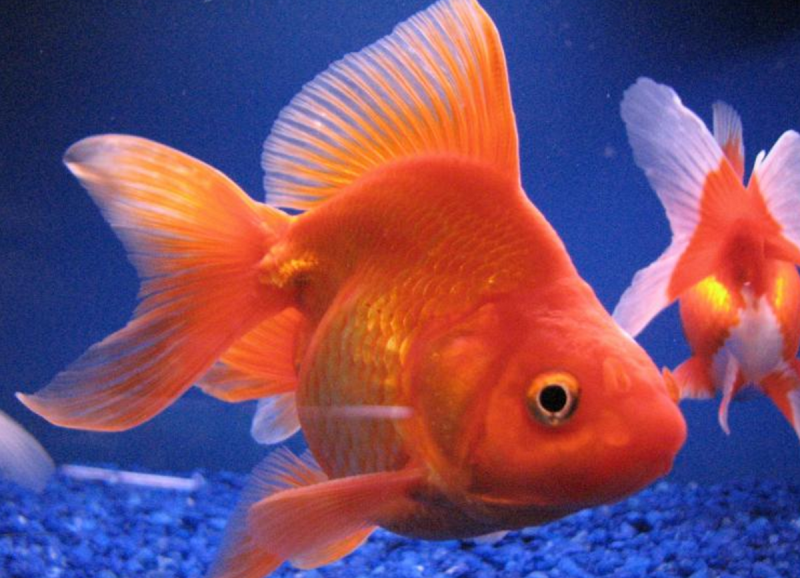 Золотая рыбка Оранда красная шапочка