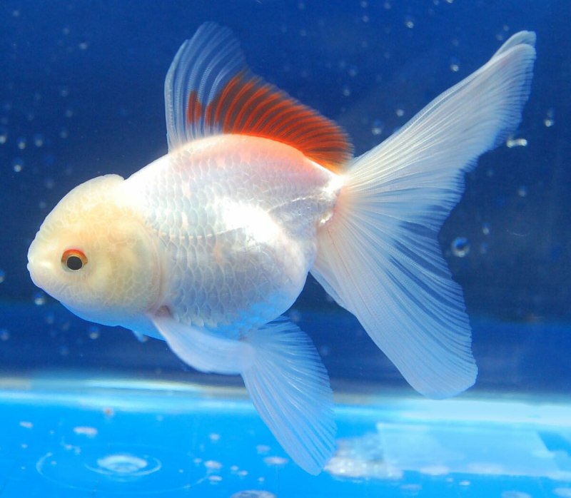 Золотая рыбка вуалехвост