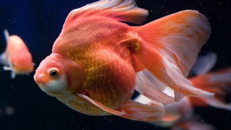 Минор вуалевый