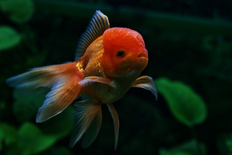 Веерохвост аквариумная Золотая рыбка