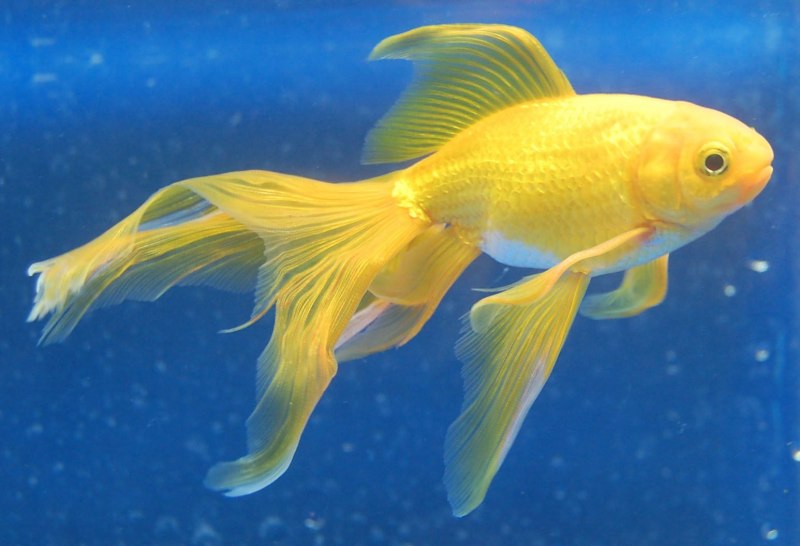 Оранда вуалехвост