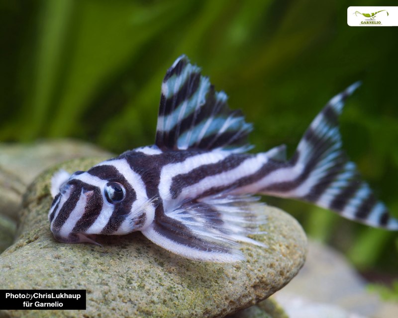 Гипанциструс Зебра аквариумная рыбка