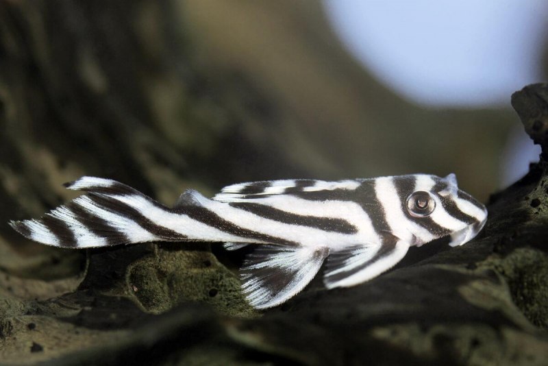 Номерные сомы l 046