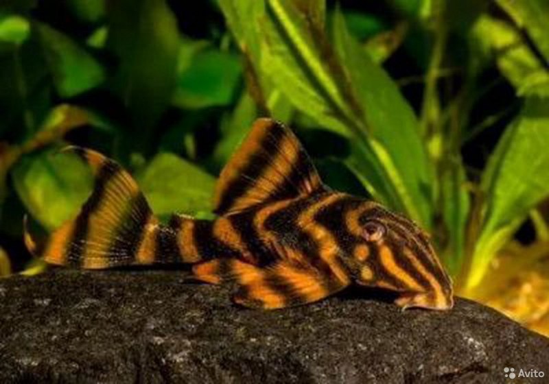 L-046 Гипанциструс Зебра купить