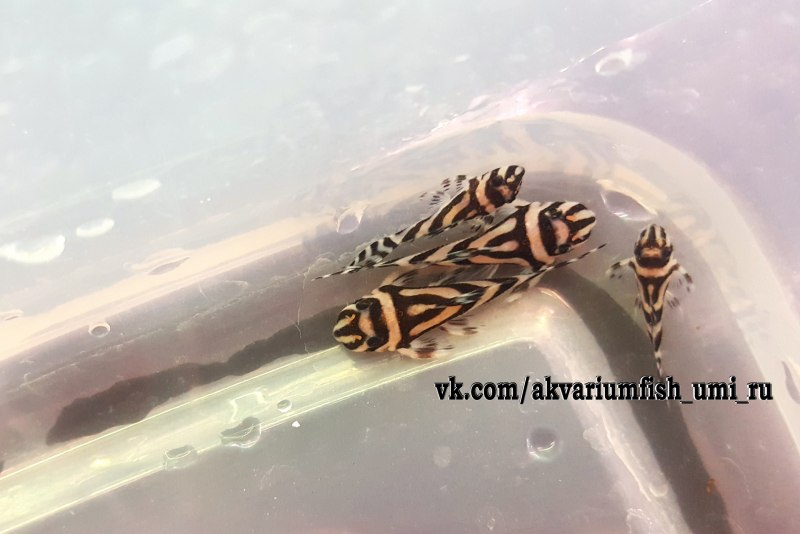 Номерной сом l 199