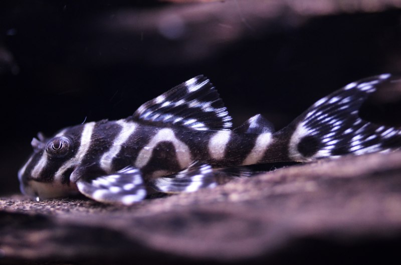 Гипанциструс нерест