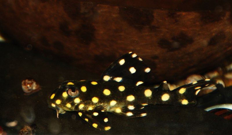 Гипанциструс Зебра Королевская l-066