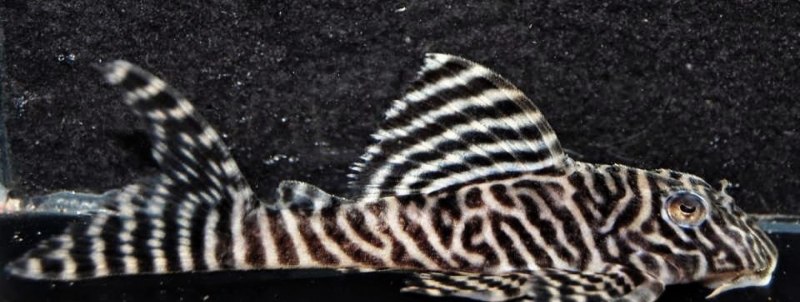 Номерные сомы l333