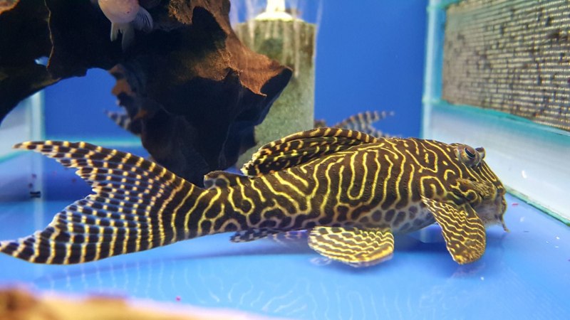 Hypancistrus SP. “L201“