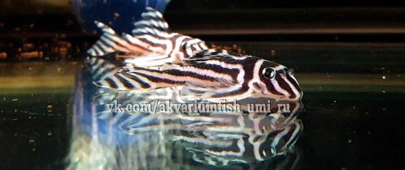 Панак красная Зебра