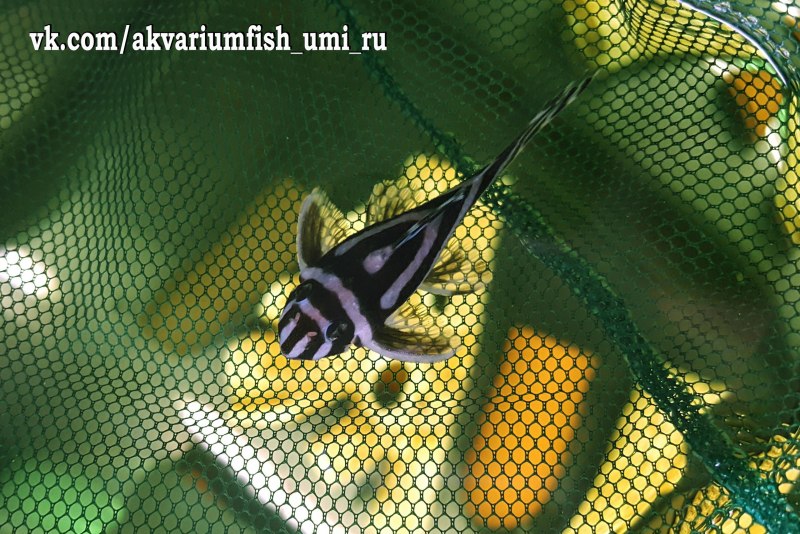 Анциструс обыкновенный