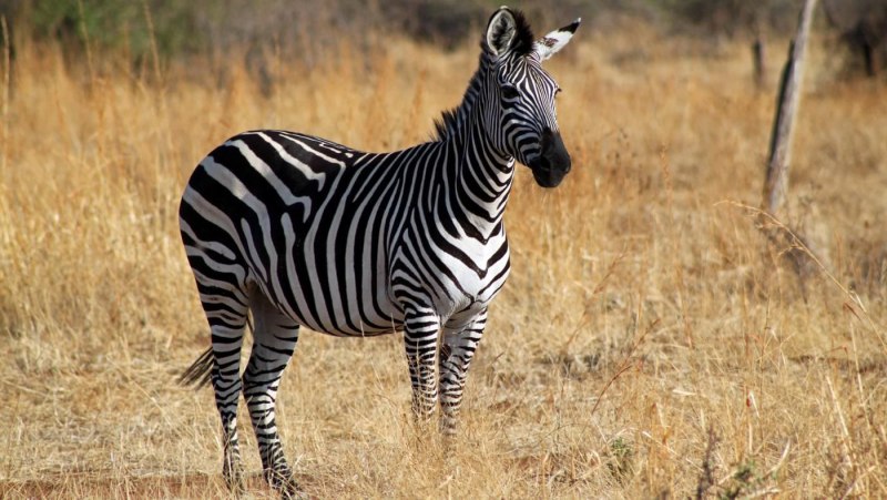 Гипанциструс Зебра аквариумная рыбка