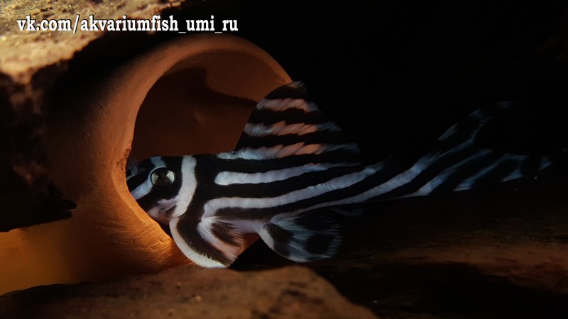 Hypancistrus SP. (L236)