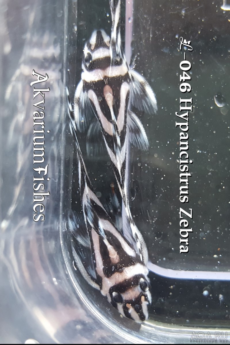 Ложная Зебра Гипанциструс