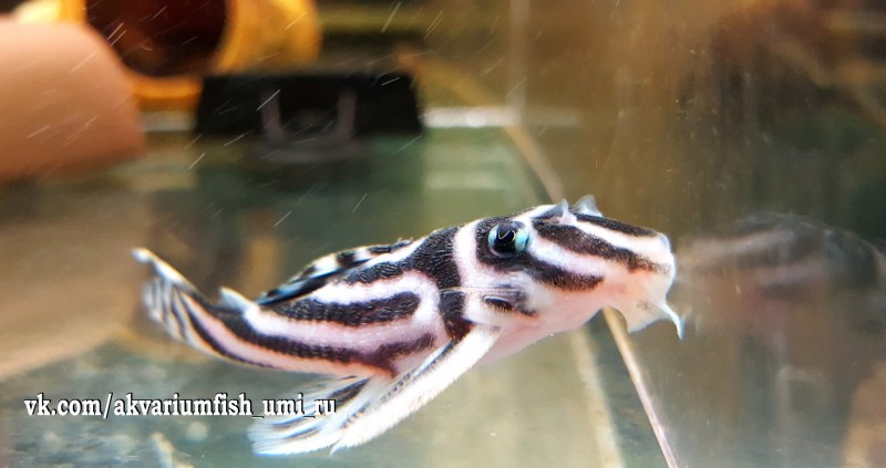 Гипанциструс Зебра l046