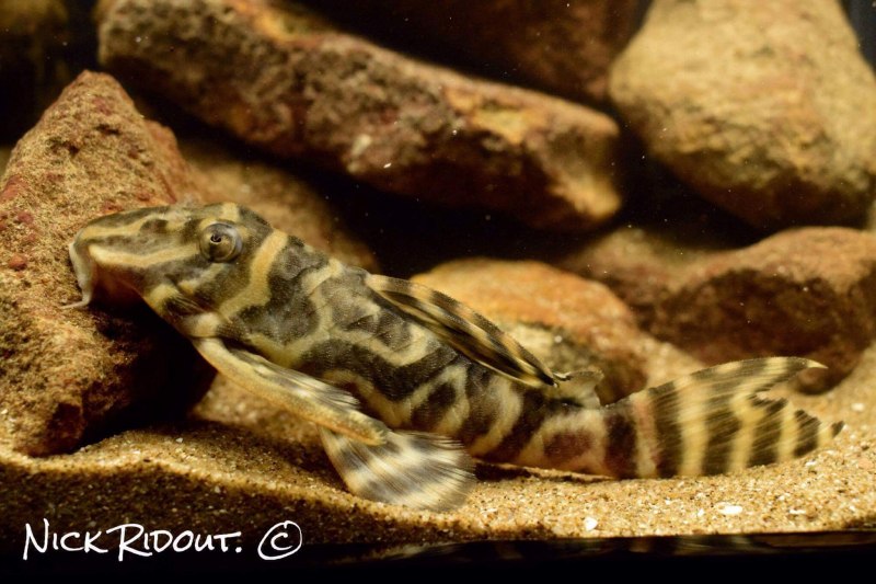 Анциструс l 046