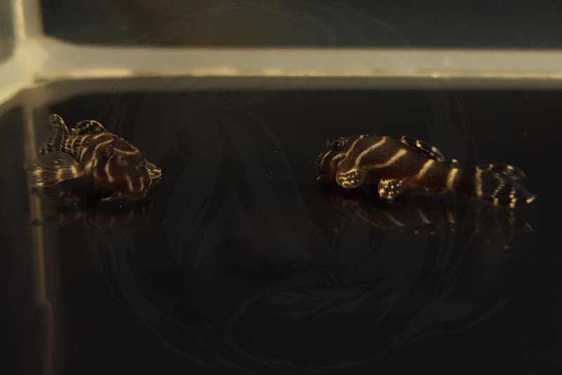 Гипанциструс тигровый Королевский l-066