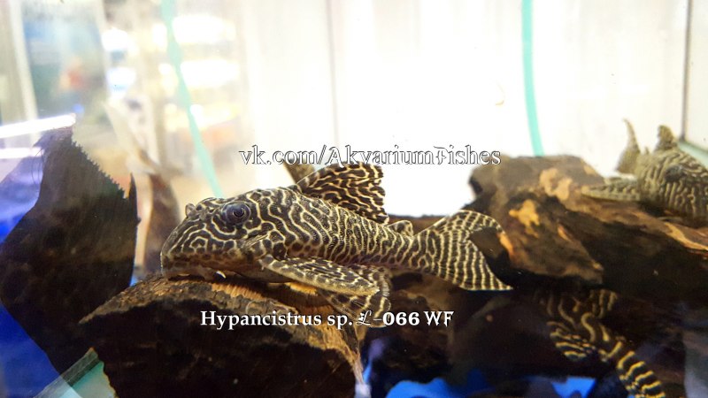 Оцелот рыбка