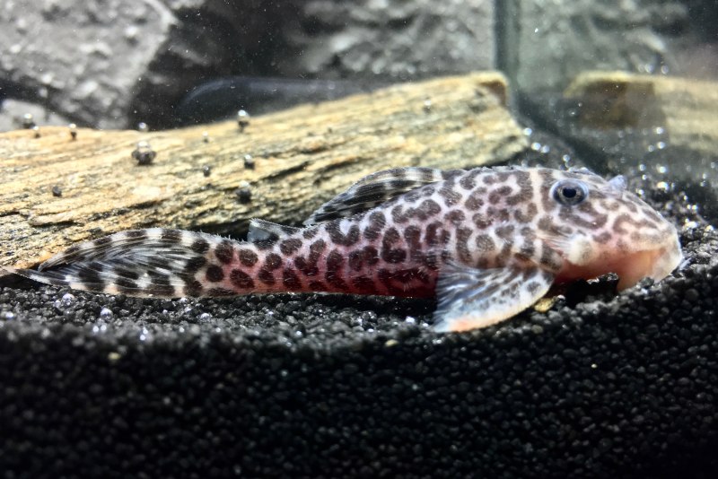 Гипанциструс контраденс