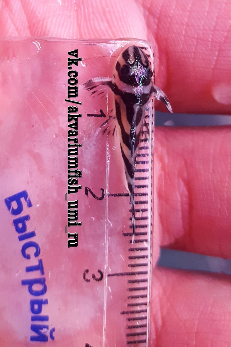 L201 Гипанциструс контраденс