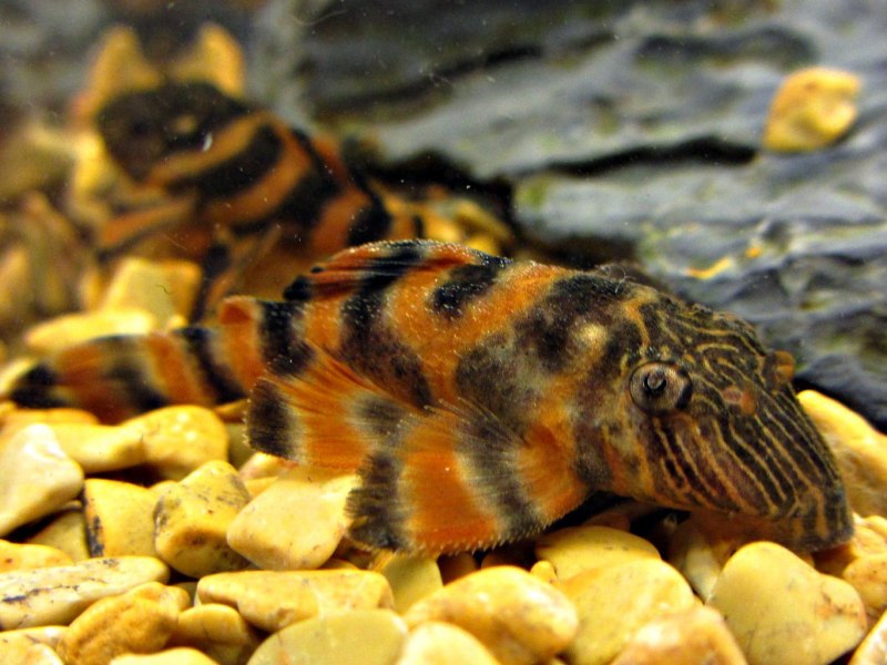 Гипанциструс l260