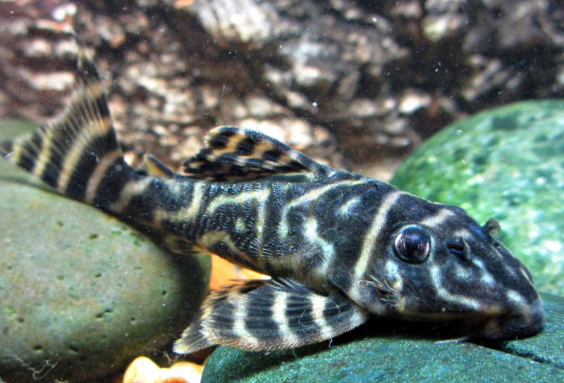 Гипанциструс Зебра l046 картинки