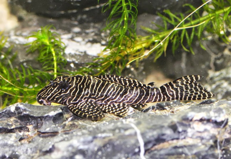 Как отличить Зебра выхлоп 1 самку от самца