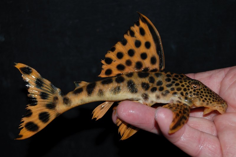 Коридорасы Штерба