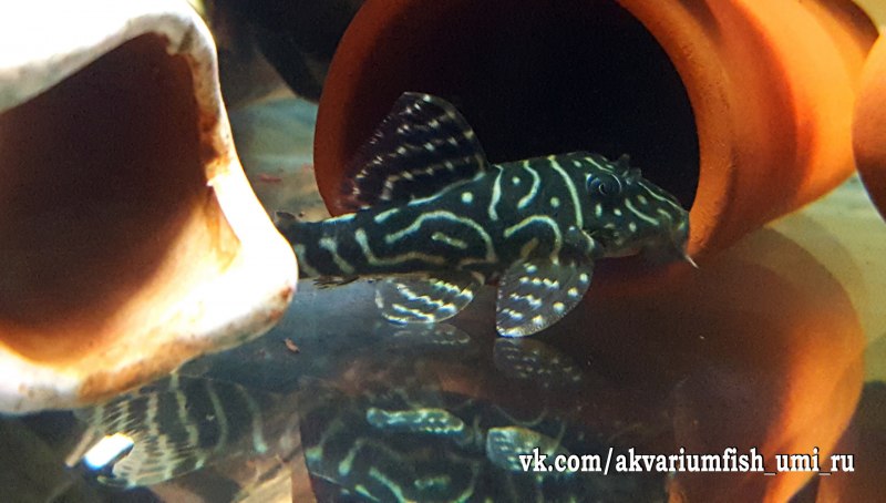 Гипанциструс l340 Mega Clown