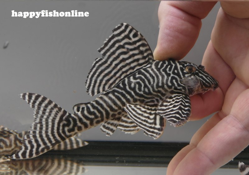 L201 Гипанциструс контраденс