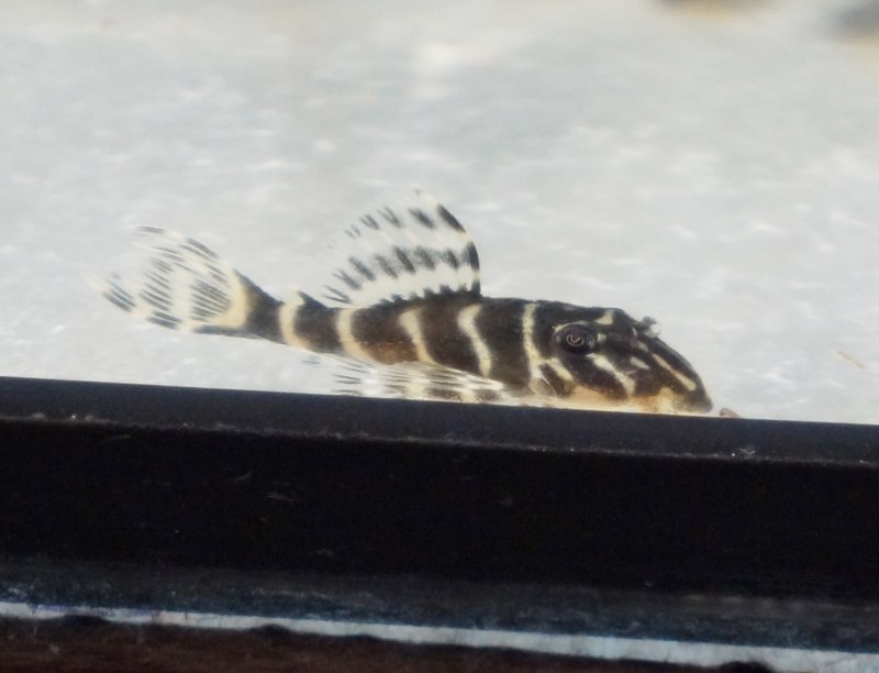 L066 Гипанциструс